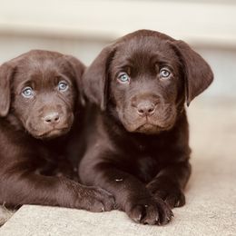 Labrador Retriever Puppies from Northrop Farm