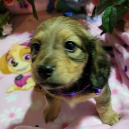 Dachshund Puppies from CLARK'S BREEDING PROGRAM