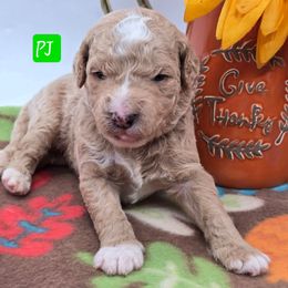 PJ (s) - Apricot male Goldendoodle puppy in Neillsville, Wisconsin from Granton Creek