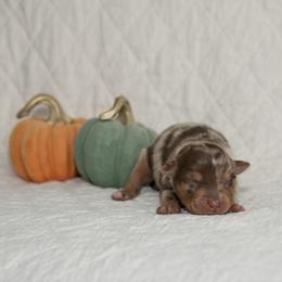 Australian Shepherd puppies from NewFound Lake Aussies