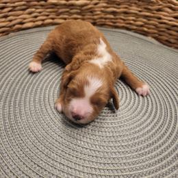 K-Blue Boy - Red  male Goldendoodle puppy in Lewisville, Texas from Texas Goldendoodle Lovers