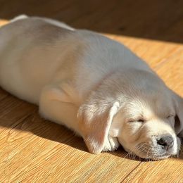 Dilute Retriever Puppies from BR Labradors, LLC