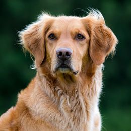 Golden Retrievers from Pemberley Retrievers