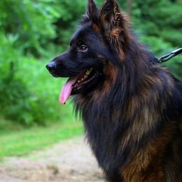 German Shepherds from Fox Tribe K9