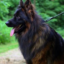 German Shepherds from Fox Tribe K9
