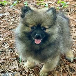 Wolfie - Wolf sable male Pomeranian puppy in Inverness, Florida from Pompadorable Poms