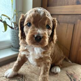 Red rider - Red and white male Cockapoo puppy in Carlotta, California from Lost Coast Bernese Mountain Dogs