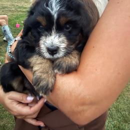 Girl 1 - female Australian Mountain Doodle puppy in Hesperia, Michigan from C4 Ranch