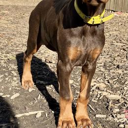Doberman Pinscher Puppies from Von Schaaf Haus DuPree