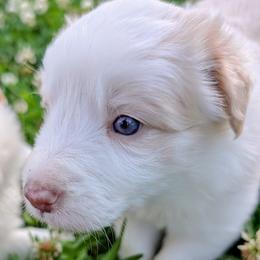 Belle - White and gold female Border Collie puppy in Ashford, Alabama from Double4farms