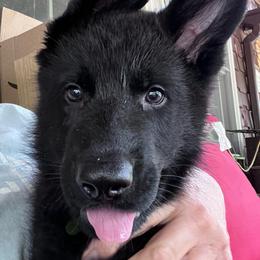 Dark Green Collar (Black) - Black male German Shepherd puppy in Kansas, Ottawa, Kansas from Import German Shepherds of Kansas