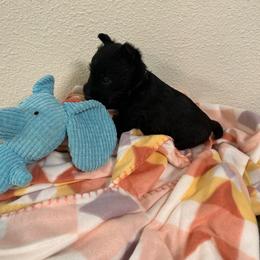 Black collar - Black brindle male Scottish Terrier puppy in Hartville, Missouri from Stamper K9’s