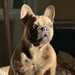 Jolene - French Bulldog