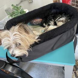 Morkie puppies from Mountain Top Hot Tailz