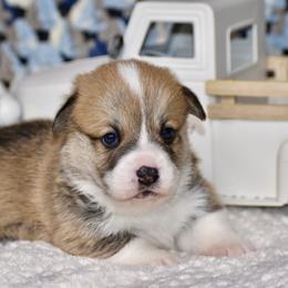 French Toast - Red male Pembroke Welsh Corgi puppy in East Canton, Ohio from Victorian Farms