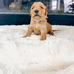 Purple collar - Golden female Golden Retriever puppy in Lehi, Utah from Open Star Goldens
