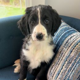 Bernedoodle Puppies from East Coast Bernedoodles