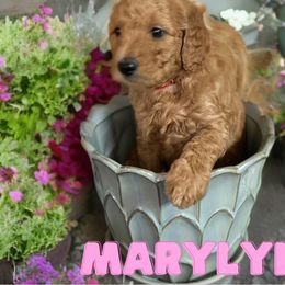 Marylyn - Red  Goldendoodle puppy in Clinton, New Jersey from Doodles by Dana