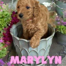 Marylyn - Red  Goldendoodle puppy in Clinton, New Jersey from Doodles by Dana
