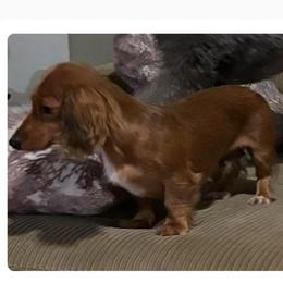 Sheila - Dachshund