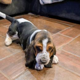 Anna- Red Collar - Black white and tan female Basset Hound puppy in Duchesne, Utah from HI Desert Hounds