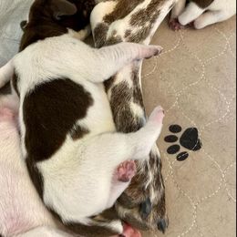 German Shorthaired Pointer Puppies from Legends German Shorthaired Pointers