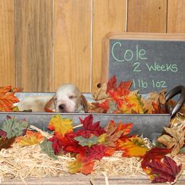 Cole - Lemon and white male Basset Hound puppy in Dover, Arkansas from S&S American Bassets