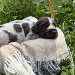 Wirehaired Pointing Griffon Puppies from Idleista Grand Chasseur