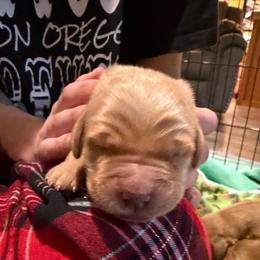 Dolphin - Dark golden female Golden Retriever puppy in Sandy, Oregon from Treasured K-9s