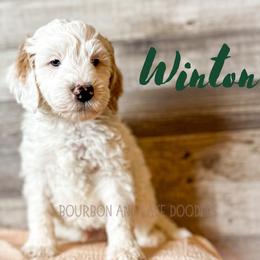 Goldendoodle Puppies from Bourbon and Lace Doodles