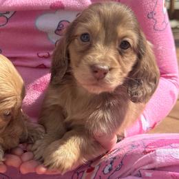 Boy 1-Dapple - Dapple male Dachshund puppy in Rio, Wisconsin from Three K Miniature Dachshunds