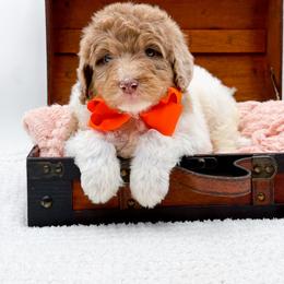 Boy 4 - male Bernedoodle puppy in North Carolina from NC Doodle Puppies