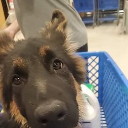 German Shepherd Puppies from It Must Be Kismet Kennels (IMBKK)