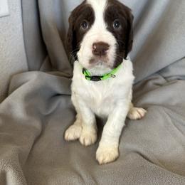 English Springer Spaniel Puppies from STORYSIDESPRINGERS