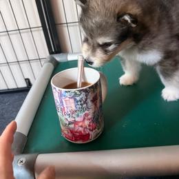 Egon - Seal and white male Alaskan Malamute puppy in Orinda, California from Jennifer Corr's Onak Alaskan Malamutes