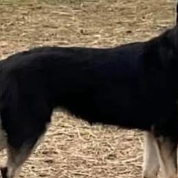 LADY - German Shepherd