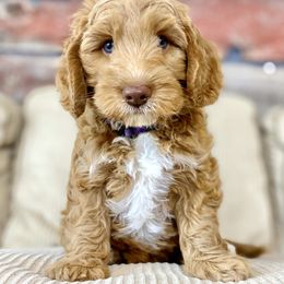 Australian Labradoodle Puppies from Starlight Ridge Australian Labradoodles