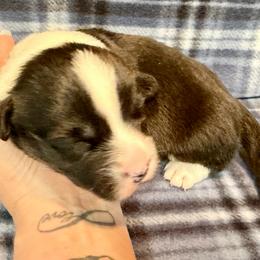 Black Male 3 - Black and white male Cardigan Welsh Corgi puppy in Thornton, New Hampshire from Dinger’s Dogs