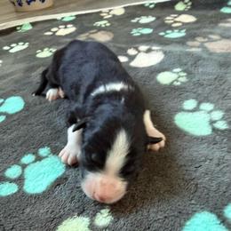 Cruz - Black & white male Australian Shepherd puppy in Ellensburg, Washington from Creekside Aussies