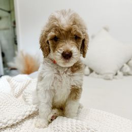 Caramelzer - Parti male Goldendoodle puppy in Montgomery, Texas from Dacus Doodles