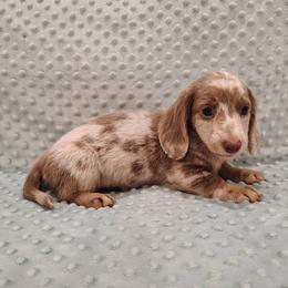 Puppy 6 - Fawn (isabella) and tan male Dachshund puppy in Krum, Texas from Dots N Spots Dachshunds
