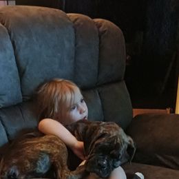 Boxer puppies from Layne's Boxers