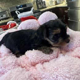 Doll face  teddy bears - Tan and white female Yorkshire Terrier puppy in Riverside, California from Playful Puppies