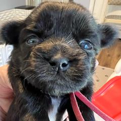 Hot Pink - Dolly Pardon - Black and white female Shorkie puppy in Mays Landing, New Jersey from Fancy Paws Shorkies & Shih Tzus