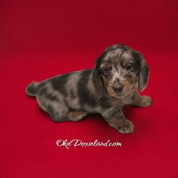 Nelson - Chocolate and tan male Dachshund puppy in Oklahoma City, Oklahoma from OkieDoxieland Dachshunds