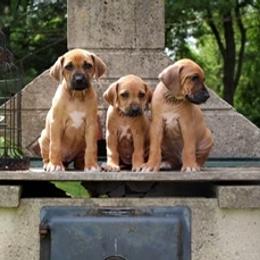 Rhodesian Ridgeback Puppies from Lyonnese Rhodesian Ridgebacks