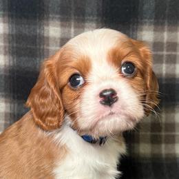Blue Girl - Blenheim female Cavalier King Charles Spaniel puppy in Siloam Springs, Arkansas from Queen Cavaliers