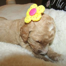Goldendoodle and Poodle Puppies from David & Patricia Elliott