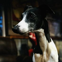 Ama - Whippet