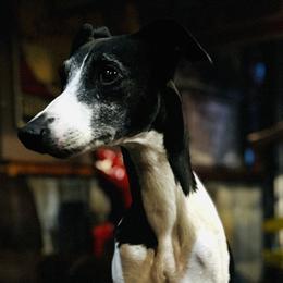 Ama - Whippet